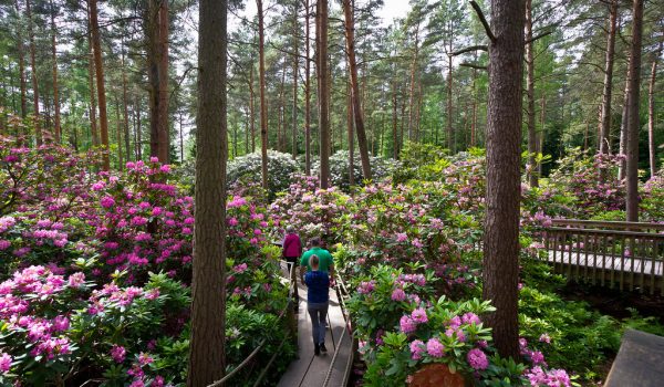 From Helsinki’s world-class design to the tranquil lakes and endless forests, Uniworld carefully curates every experience in Finland to offer both culture and nature. Our journeys blend the artistic vibrancy of Finland’s cities with the serene beauty of the Lapland wilderness. Whether you’re dining at a Michelin-starred restaurant in the capital or staying in a glass igloo under the northern lights, every moment is designed for immersion. We ensure smooth transfers, expert guides, and intimate encounters with local culture, so you feel connected