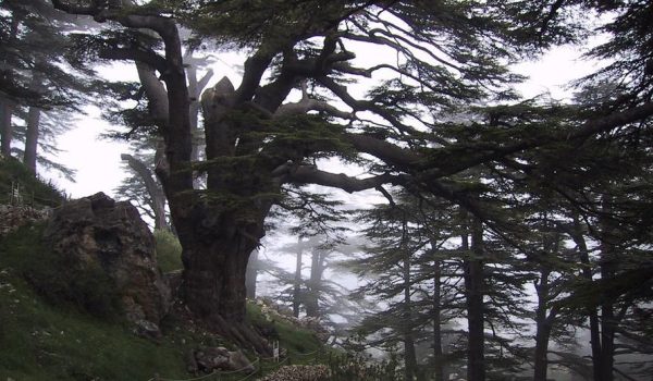 44a7f613c4f186415f7773b2f050ba51